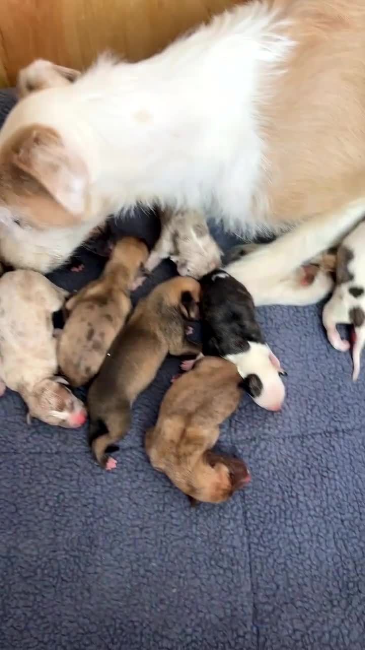 Lurcher dogs for sale: Collie whippet bull greyhound pups for sale  - Video 1