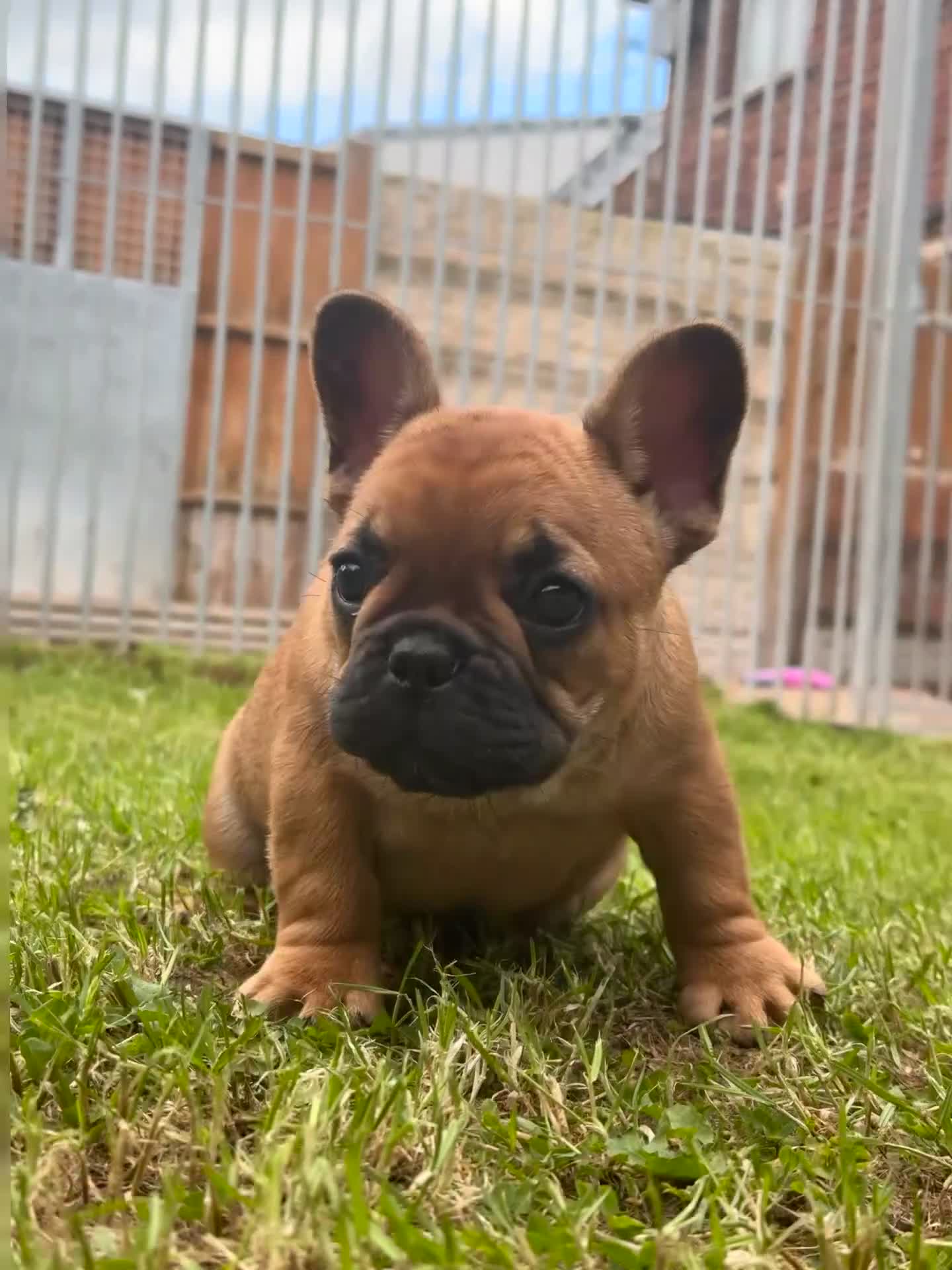 French Bulldog dogs for sale: Champion sired health tested standard line French  in Doncaster - Video 1
