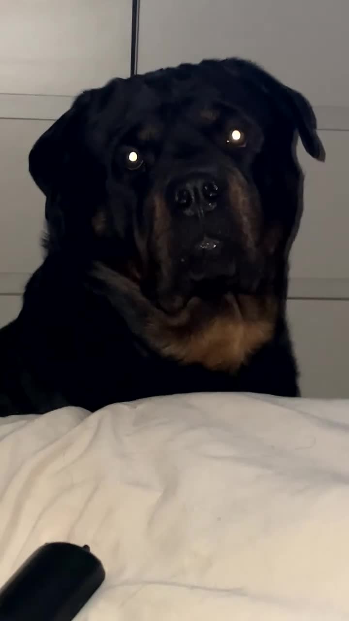 Rottweiler dogs for stud: ⭐️KAGE⭐️ - Video 2