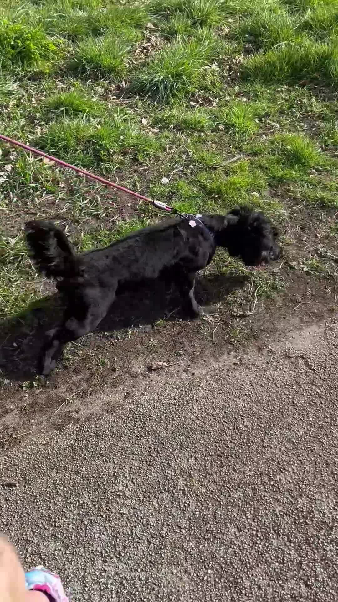 Mixed Breed dogs for sale: Coco jackapoo cross yorkie  in Norwich - Video 1