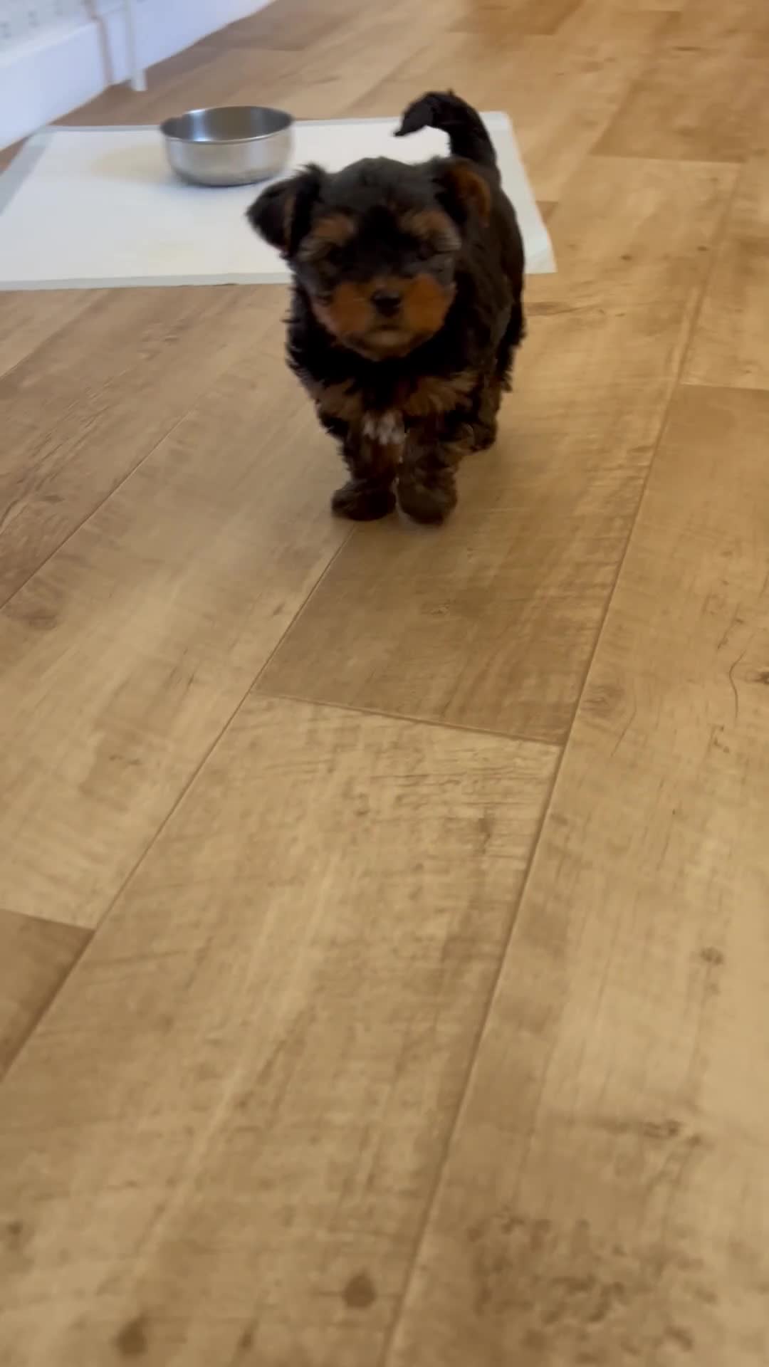 Yorkshire Terrier dogs for sale: Stunning Yorkshire pupp for sale. in Dumfries - Video 1