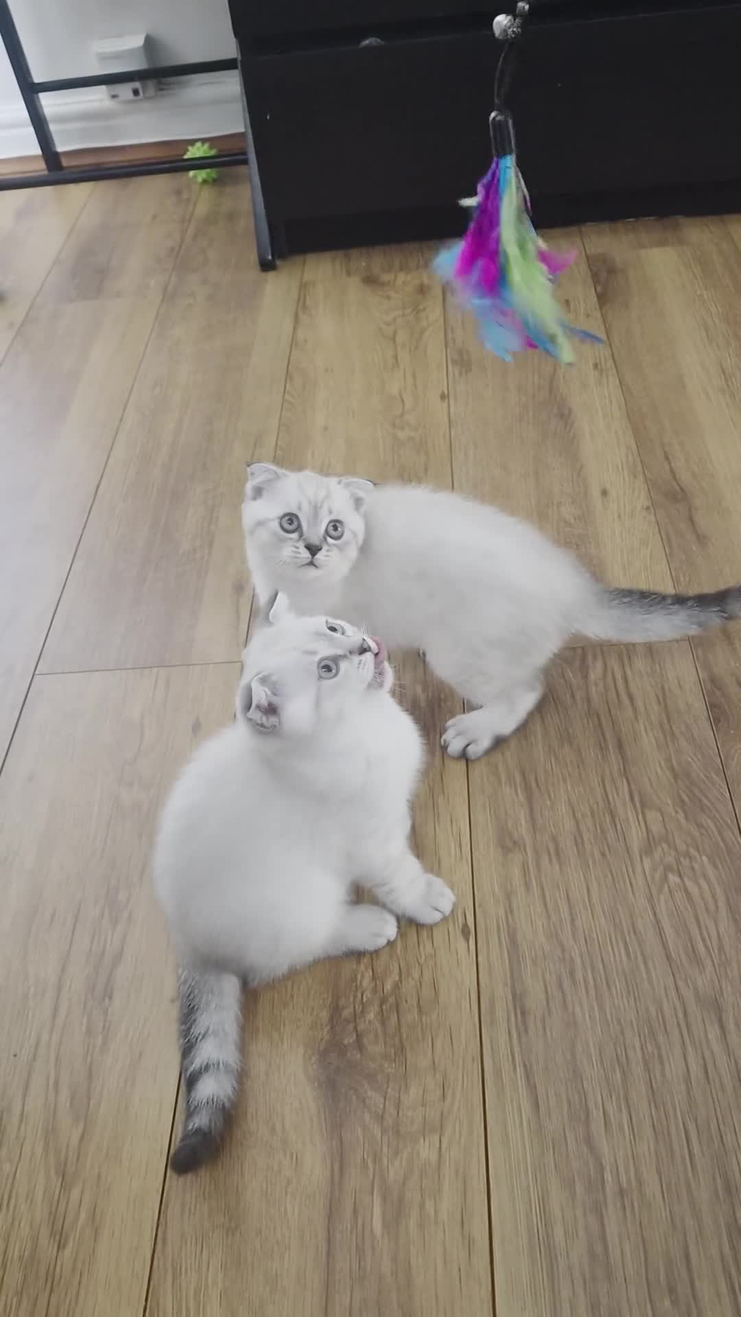 Scottish Fold cats for sale: Scottish Fold - Video 2