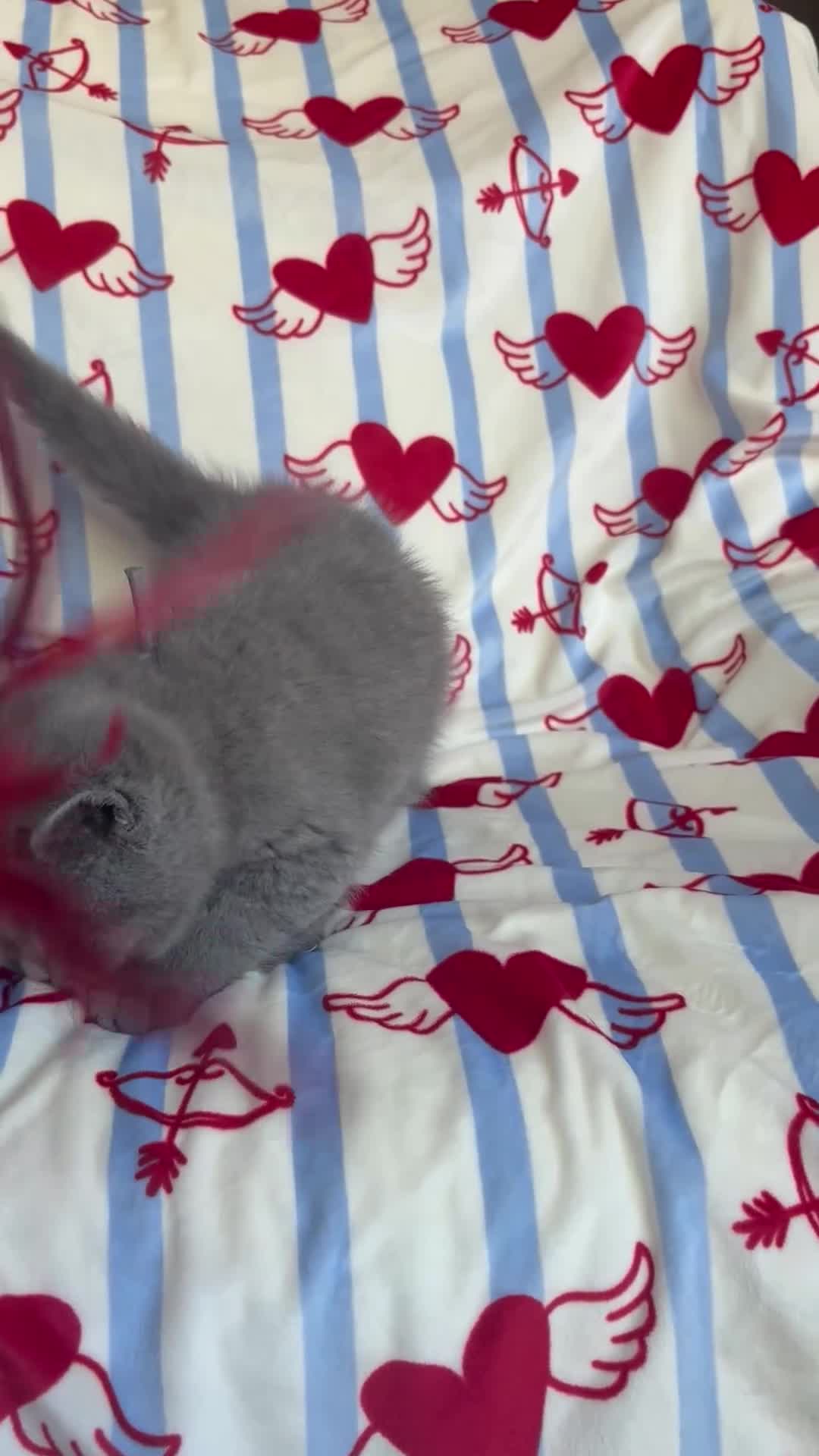 British Shorthair cats for sale: Gccf British Blue kittens  - Video 1