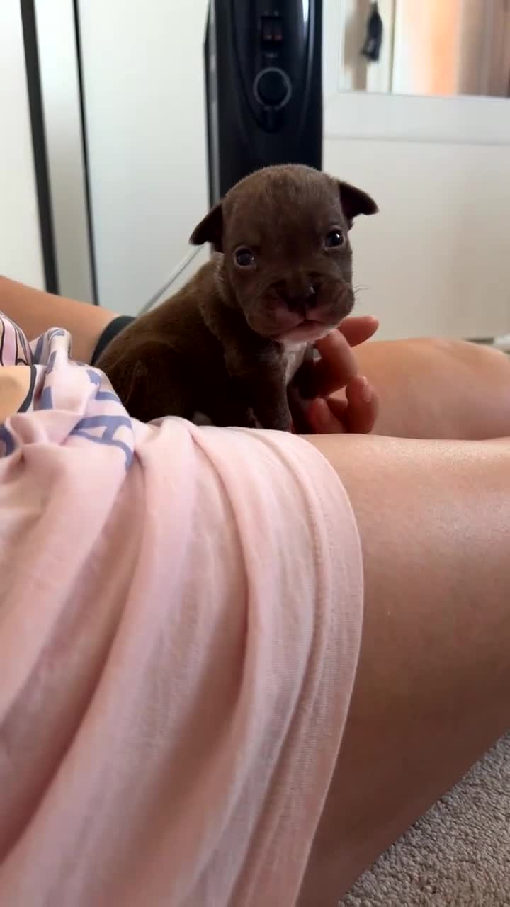 Mixed Breed dogs for sale: Pocket bully x old tyme bulldog puppy - Video 2
