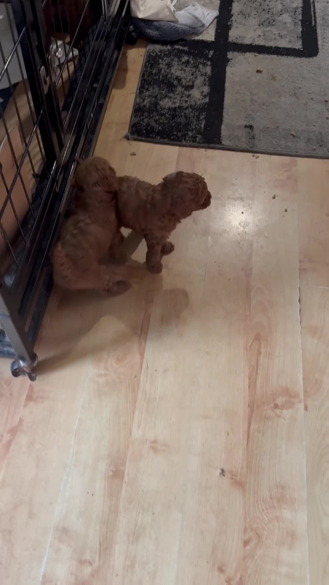 Miniature Poodle dogs for sale: Deep red kc reg miniture poodle puppy’s  - Video 2