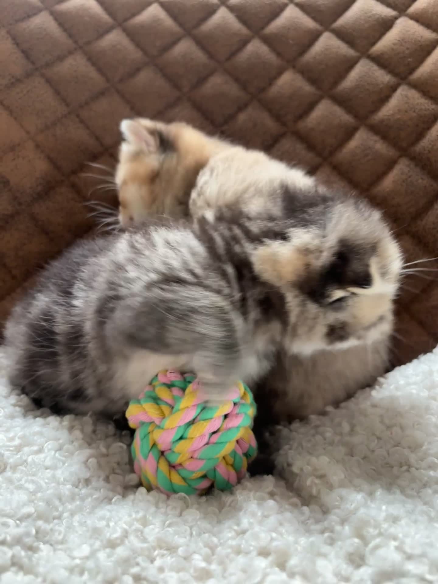 Scottish Fold cats for sale: Adorable Pedigree Scotish Fold Kittens  - Video 1
