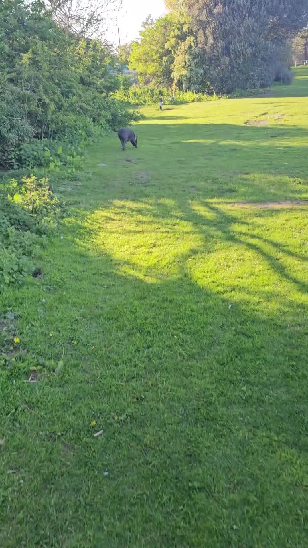 Mixed Breed dogs for sale: Big stocky staffie in Darlington - Video 1