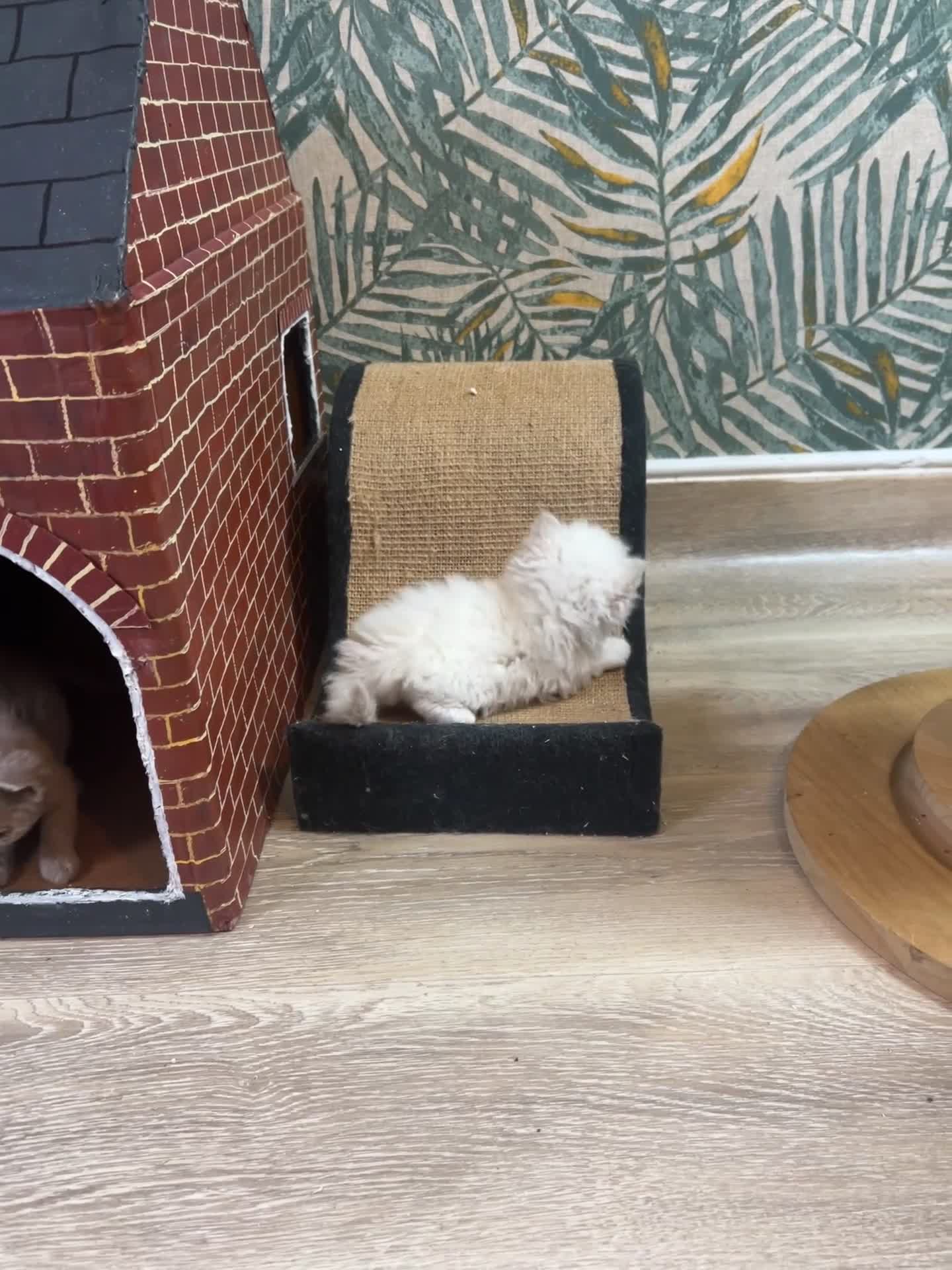 Selkirk Rex cats for sale: Selkirk rex kittens 3 boys 😺 - Video 5