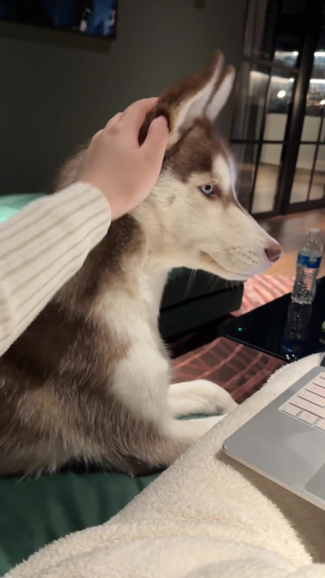 Siberian Husky dogs for sale: Perfect Well-Trained Husky Boy🐕Best Family Friend - Video 2