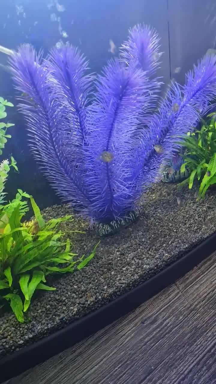 Cichlids fish for sale: Jack dempsey fry - Video 1