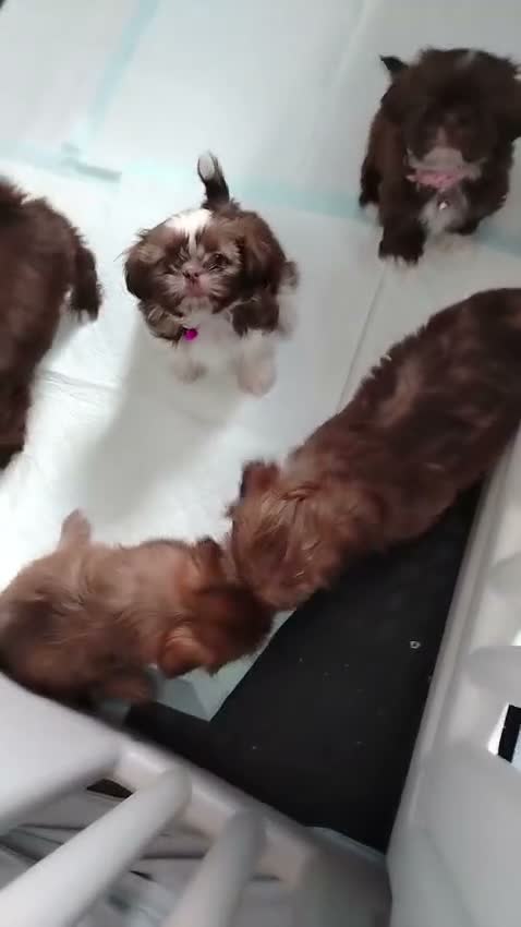 Shih Tzu dogs for sale: Beautiful imperial shih tzu  - Video 1