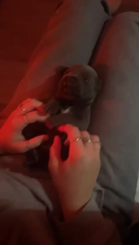 Staffordshire Bull Terrier dogs for sale: Beautiful Full Blue Staffordshire Puppies for sale - Video 1