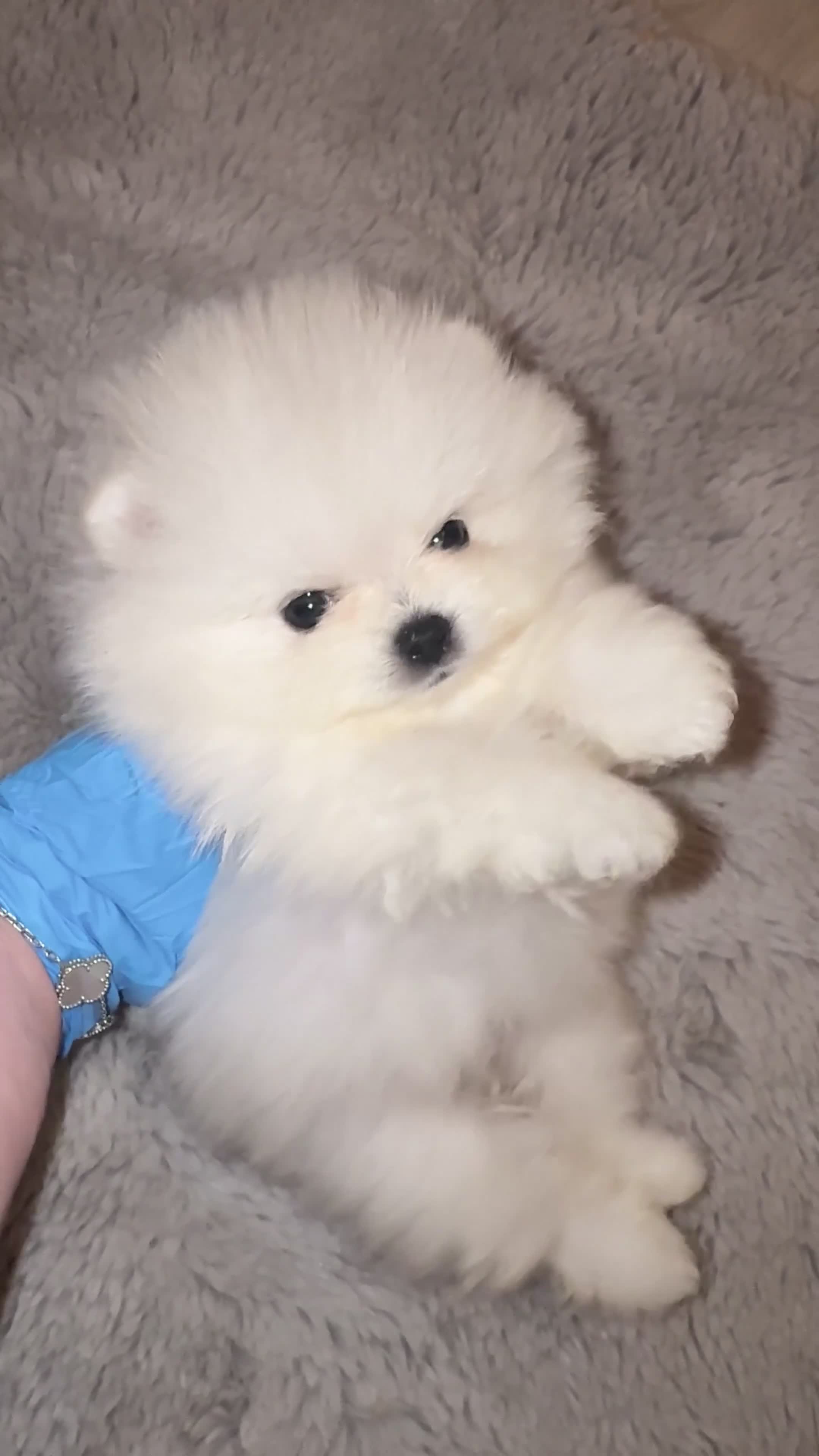 Pomeranian dogs for sale: 🏆Champion Teddies🧸 KC registered ✔️ - Video 1