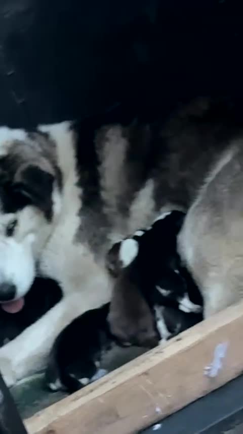 Siberian Husky dogs for sale: Adorable Black & Brown Husky Puppies –Great Price! - Video 4