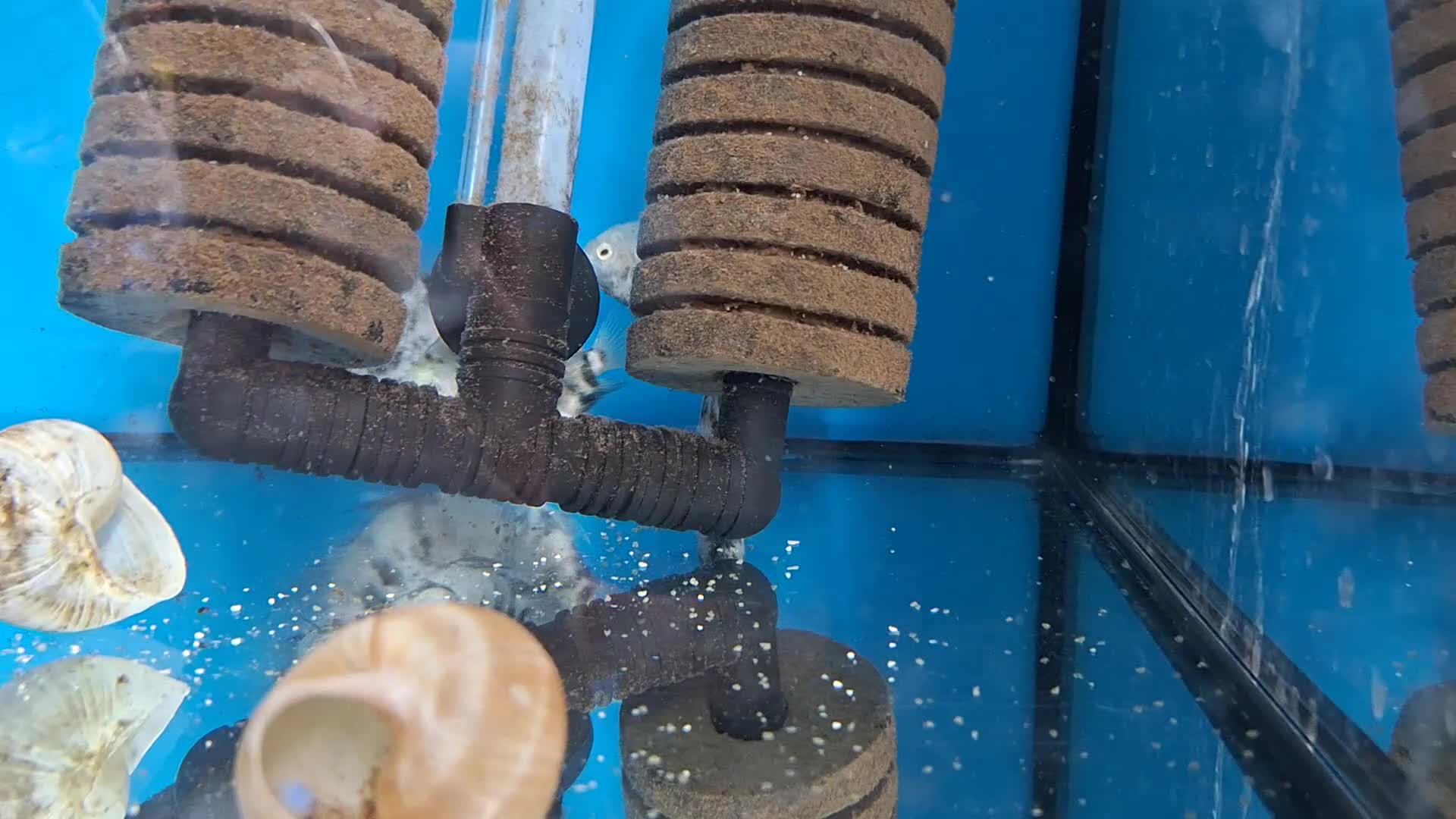 Cichlids fish for sale: CALICO Polar Blue Dwarf Cichlids - Video 1