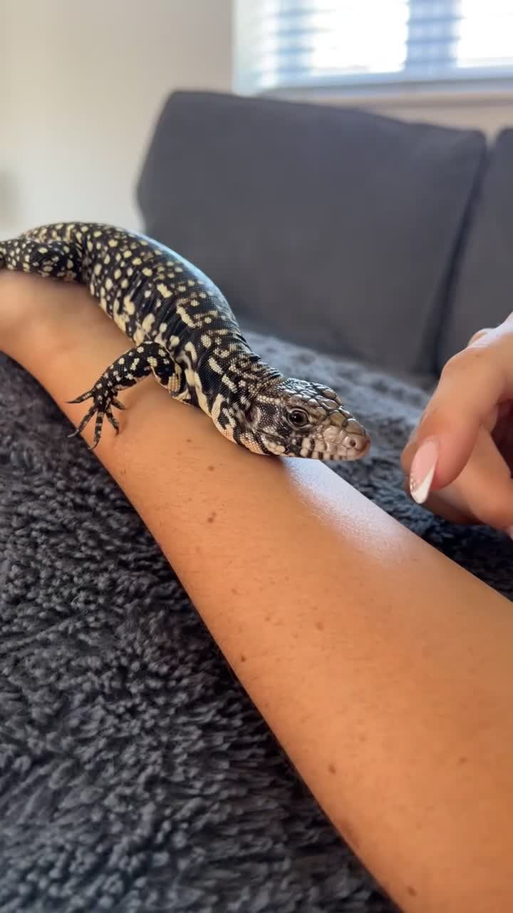 Lizard reptiles for sale: Argentine Black and White Tegu - Video 1