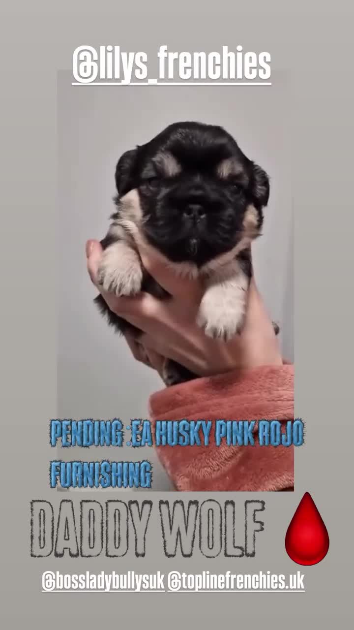 French Bulldog dogs for sale: Teddy Bear Floodle +Full Visual Fluffies  in Liverpool - Video 5