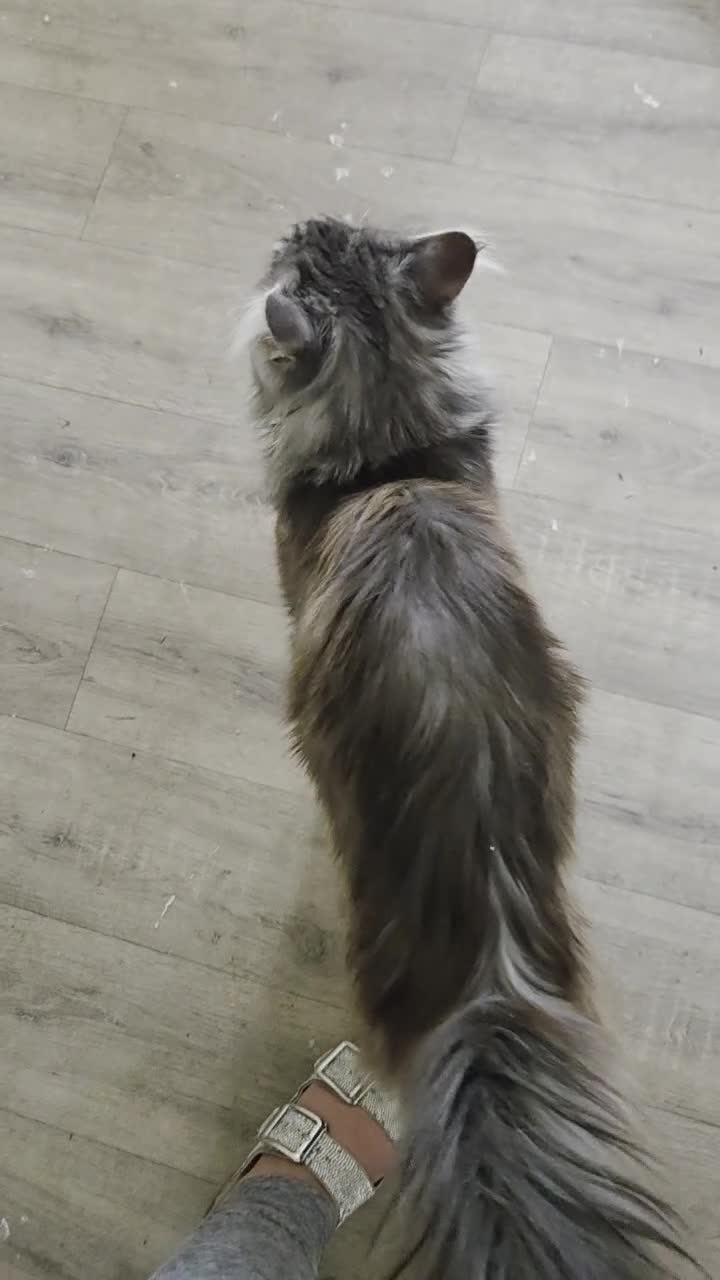 Maine Coon cats for sale: Male maincoon  - Video 1