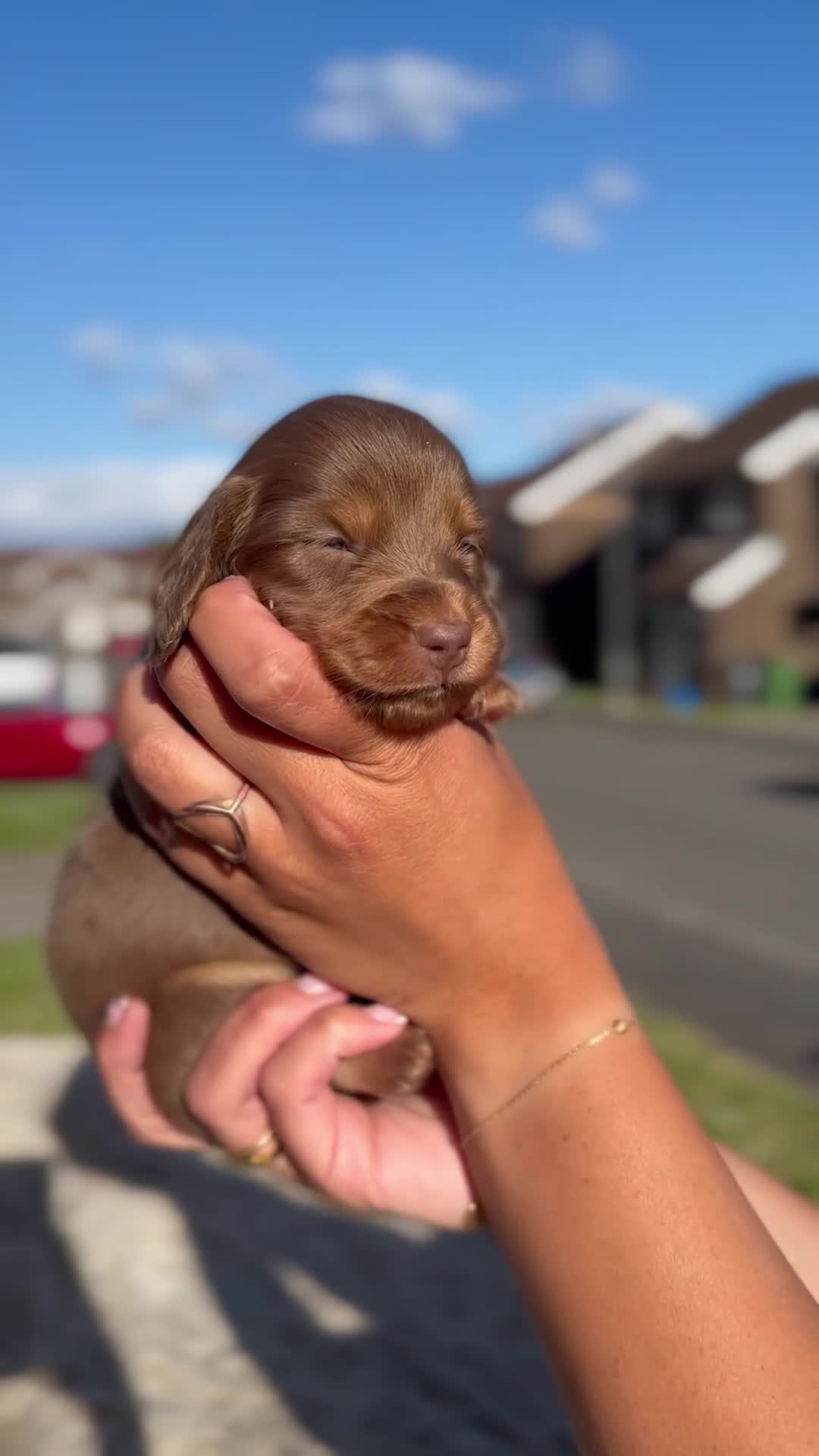 Miniature Dachshund dogs for sale: ✨KC PRA CLEAR miniature longhair dachshund  - Video 2