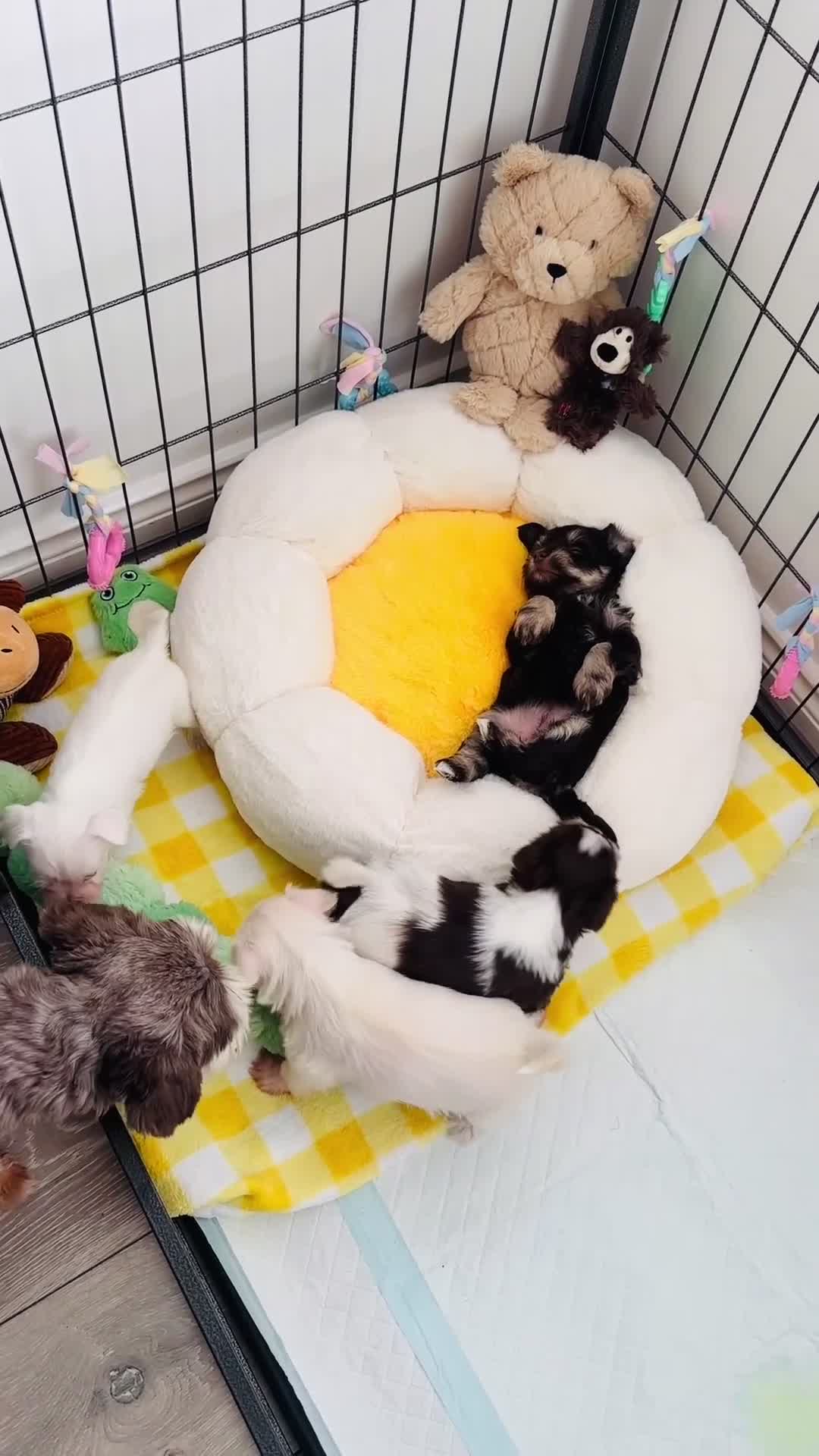 Miniature Schnauzer dogs for sale: 🐾 STUNNING KC REG MINIATURE SCHNAUZER 🐾 - Video 5