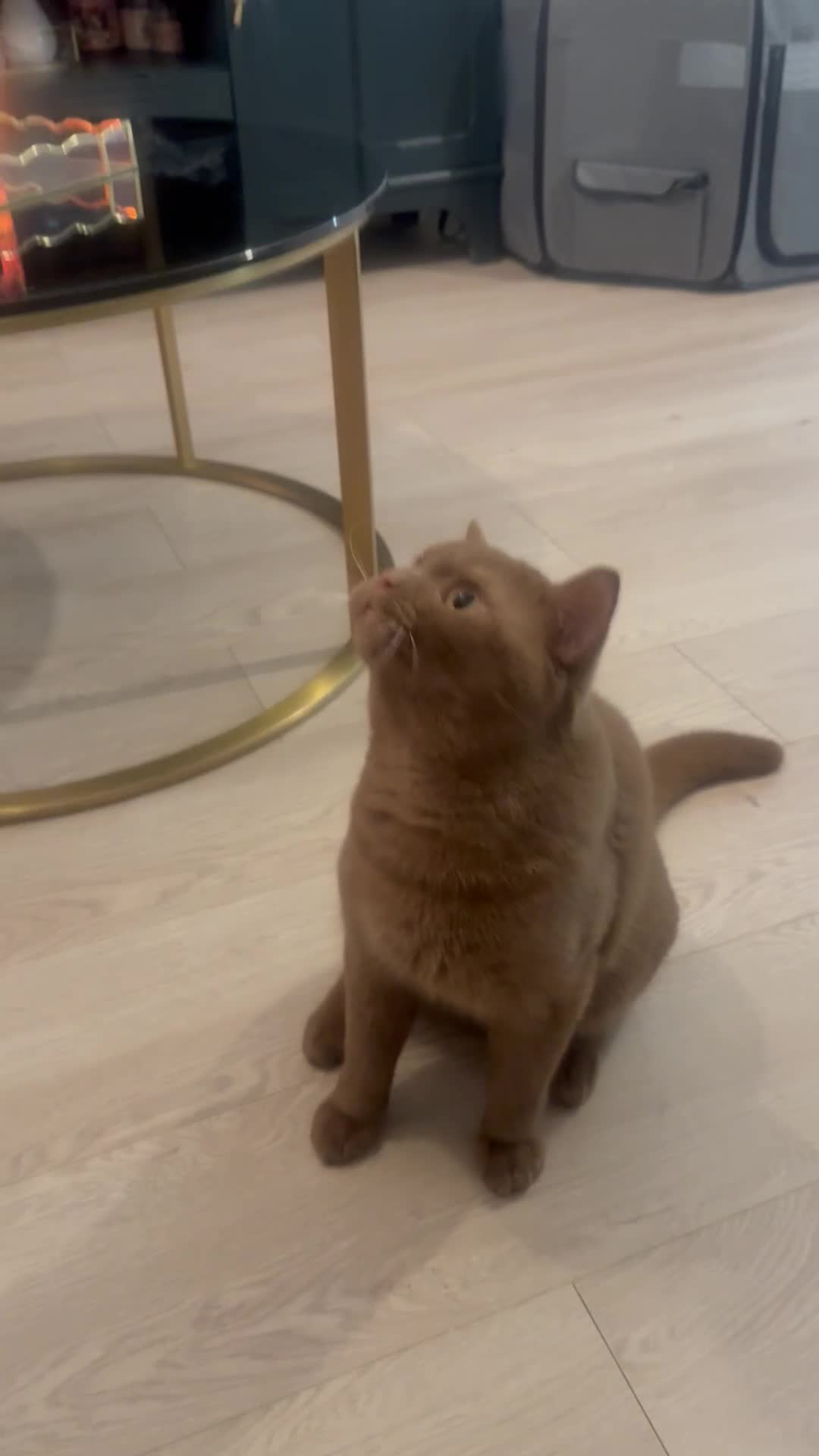 British Shorthair cats for sale: British rainbow shorthair kittens - Video 1