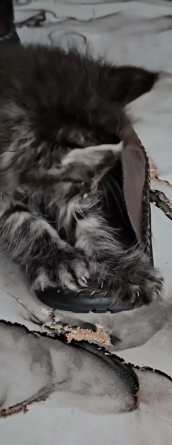Maine Coon cats for sale: Two beautiful Maine Coon kittens in West Bromwich - Video 4