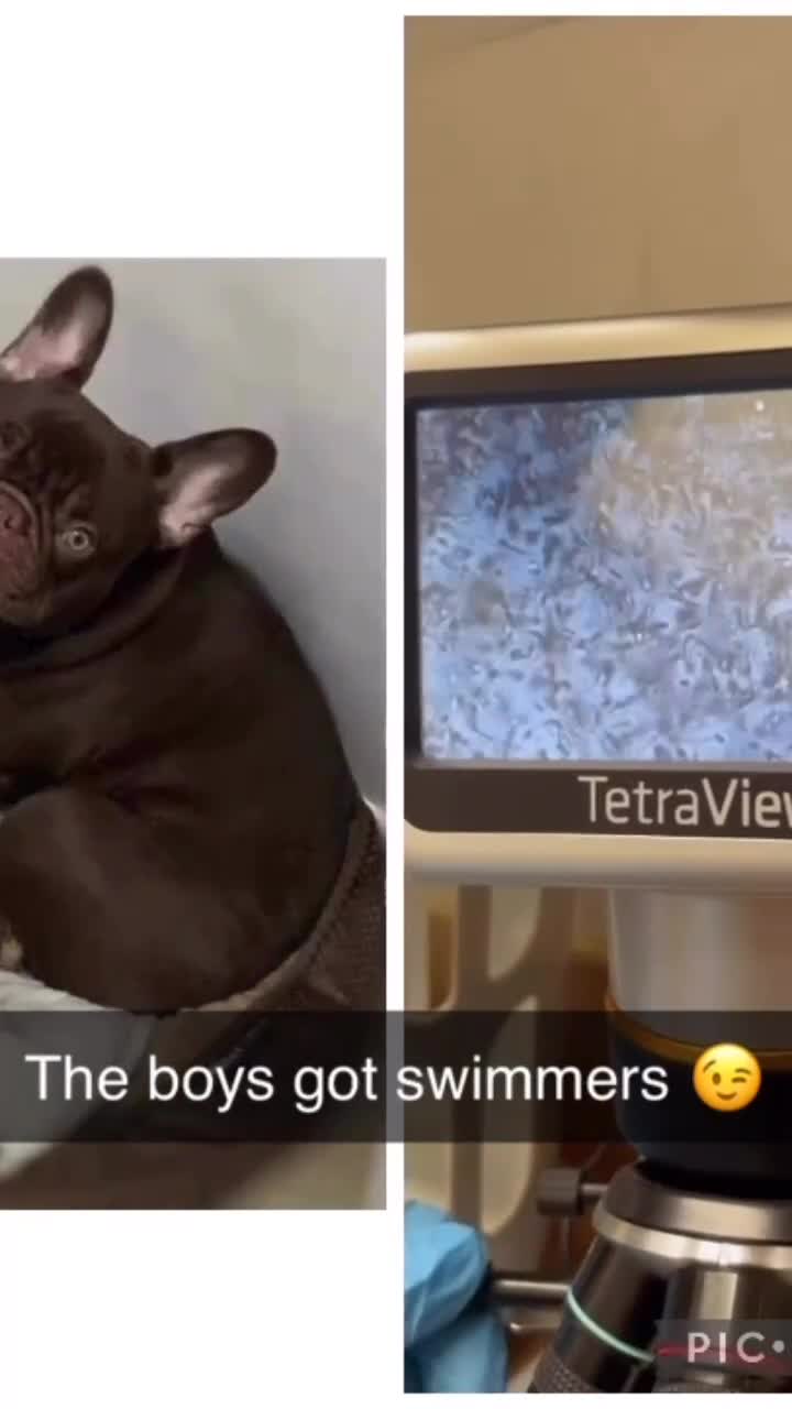 French Bulldog dogs for stud: Rolo the male Frenchie now available for stud - Video 1