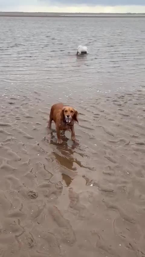 Cocker Spaniel dogs for sale: KC registered Working Cocker Spaniel pups - Video 4