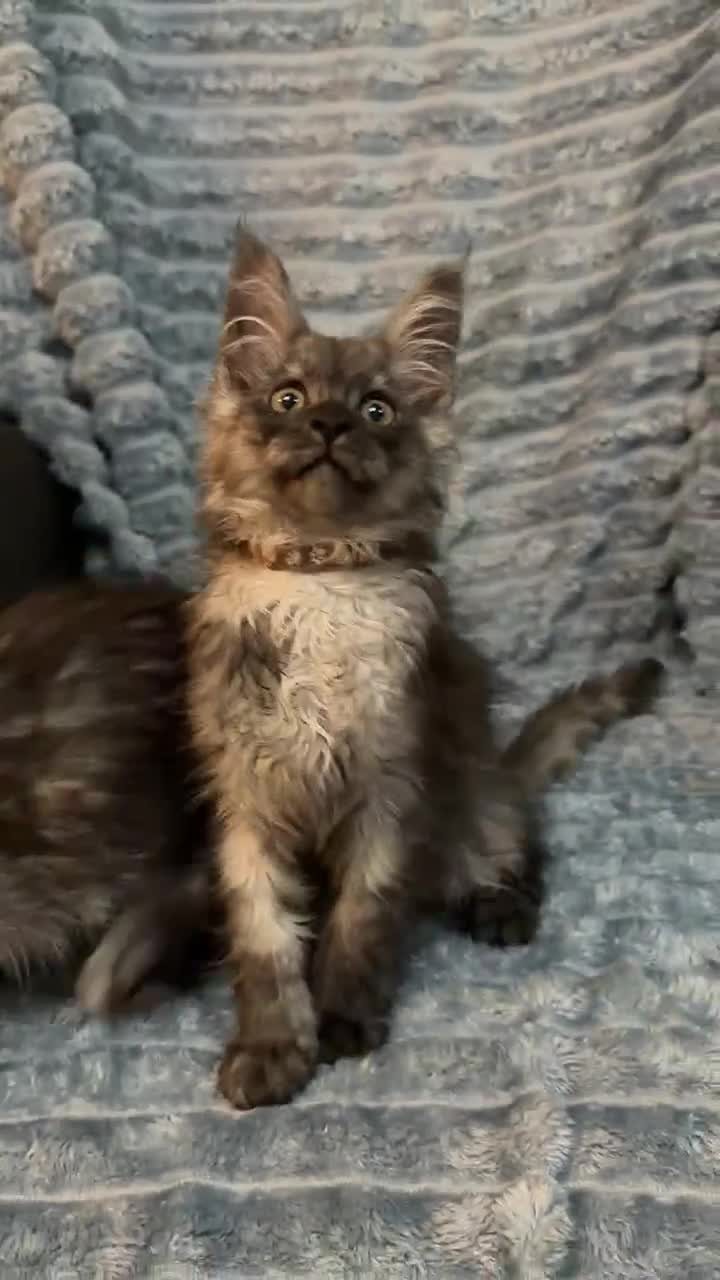 Maine Coon cats for sale: 6 pure maincoon kittens  - Video 3