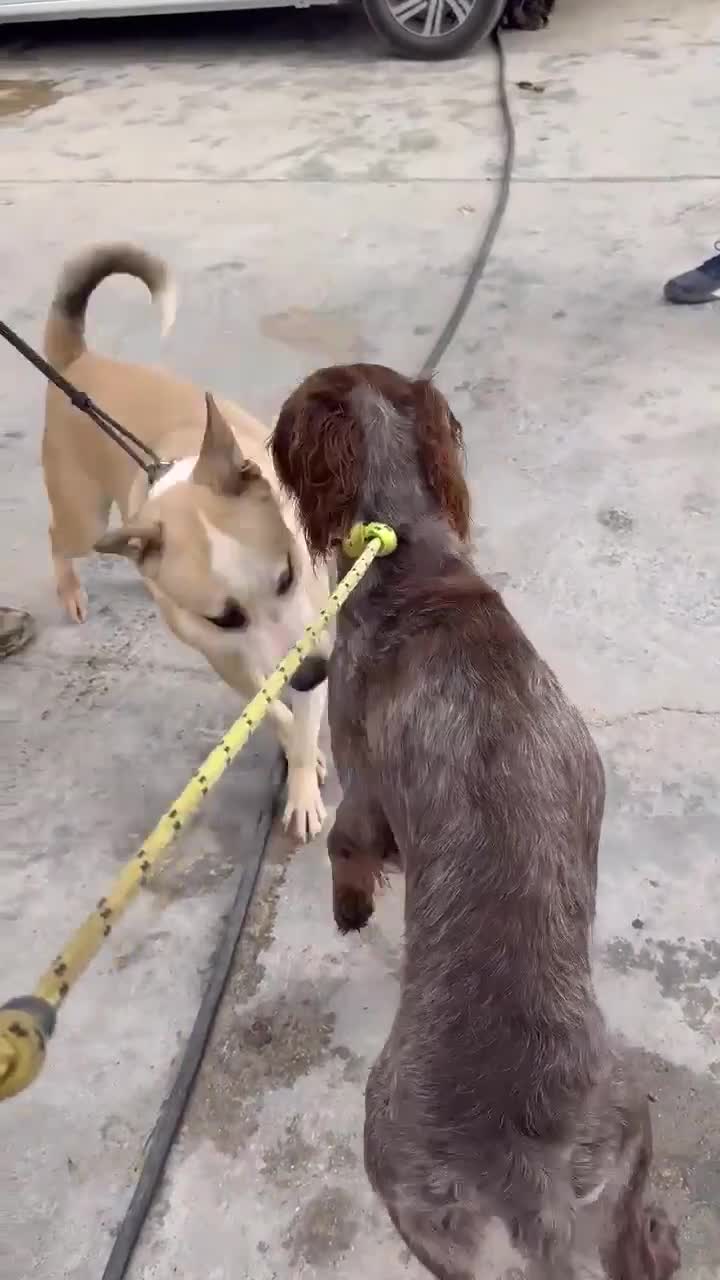 Pointer dogs for adoption: Koko (currently in Cheshire Foster)  in Tarporley - Video 1