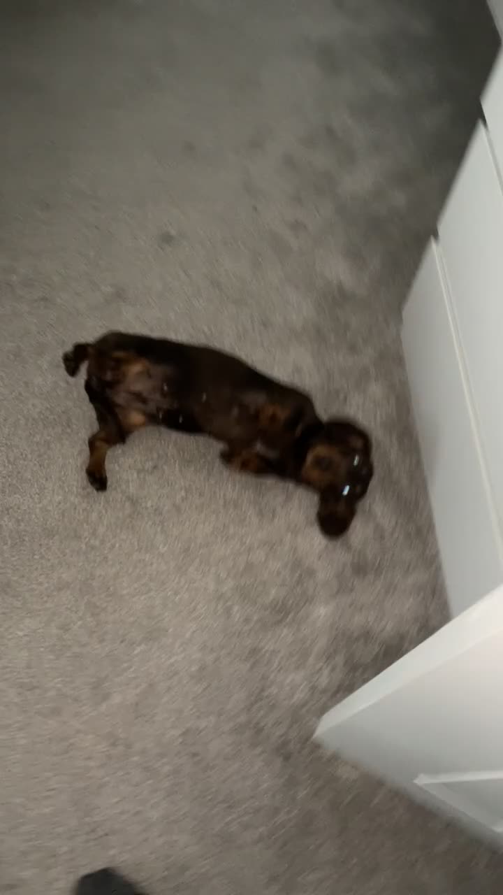 Miniature Dachshund dogs for sale: Miniature dachshound  - Video 1