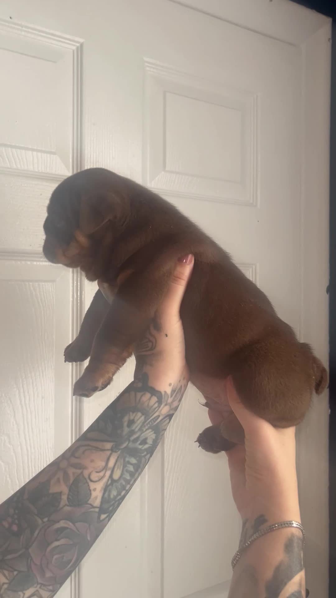 English Bulldog dogs for sale: English bulldogs fluffy carriers - Video 5