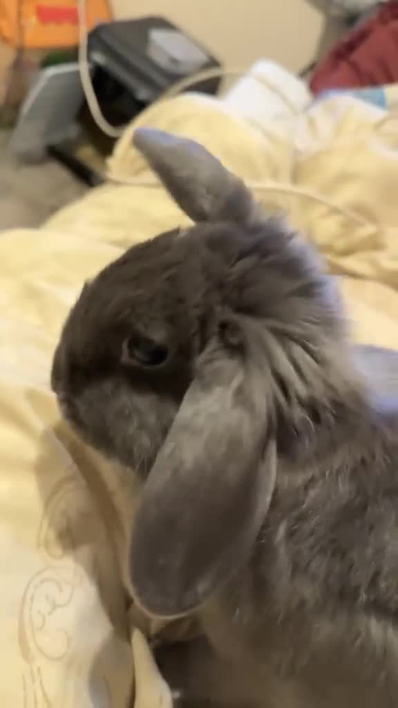 Mixed Breed rabbits for sale: Rabbits for sale  - Video 1