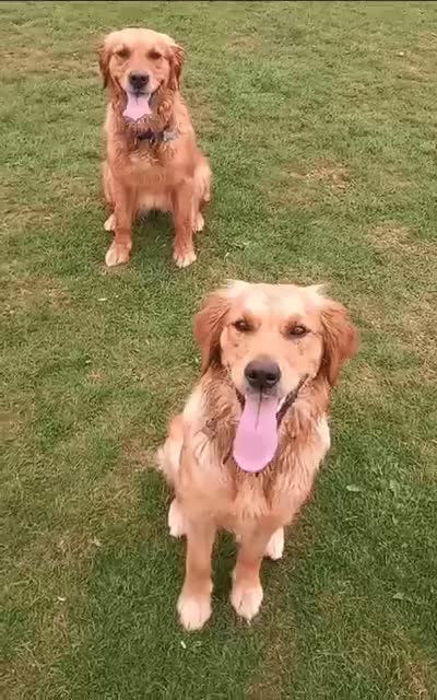 Golden Retriever dogs for sale: Waiting list closed in Nottingham - Video 1