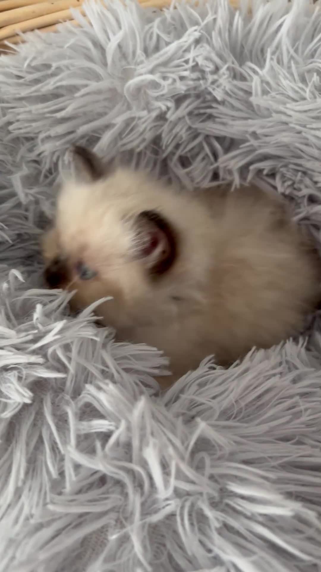 Ragdoll cats for sale: Beautiful Ragdoll Kittens – Health Tested Parents. - Video 1