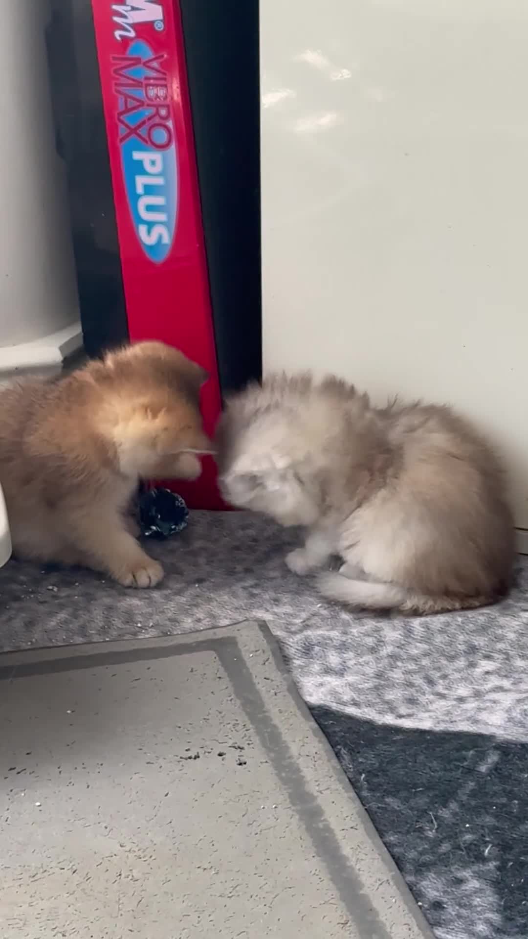 Scottish Fold cats for sale: Scottish pedigree golden kittens - Video 2
