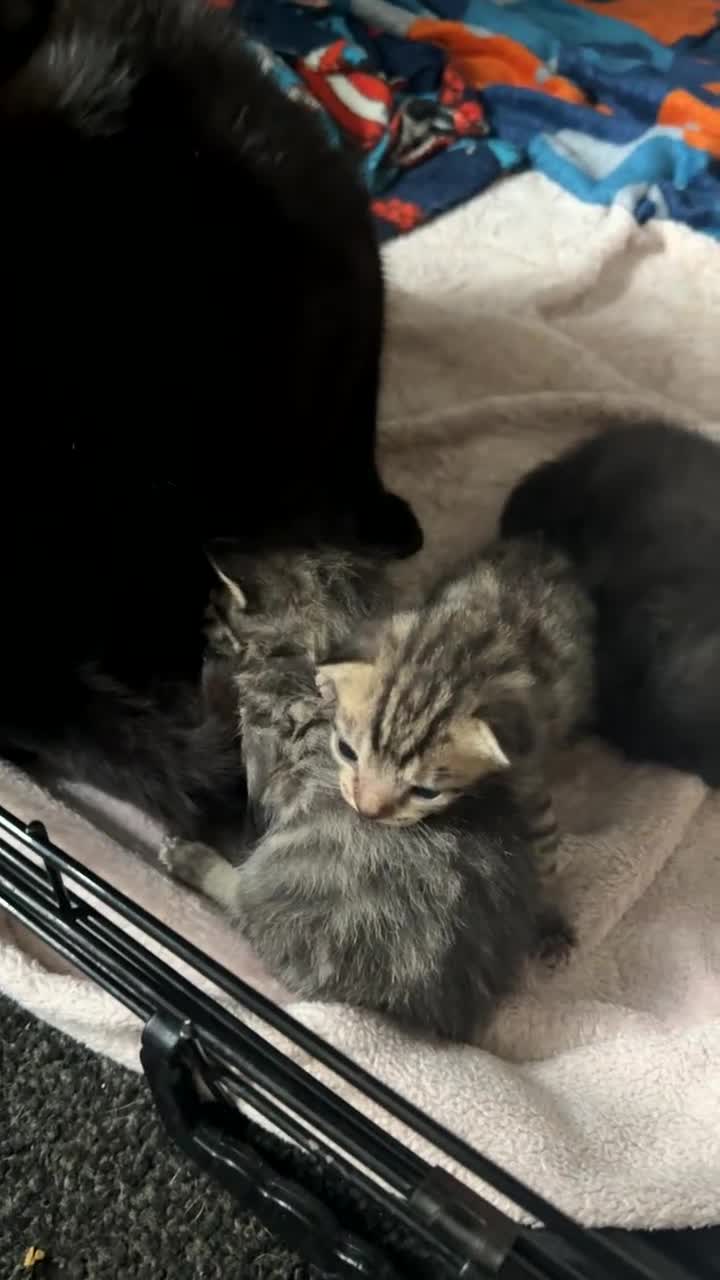 Mixed Breed cats for sale: 6 kittens looking for new homes  - Video 1