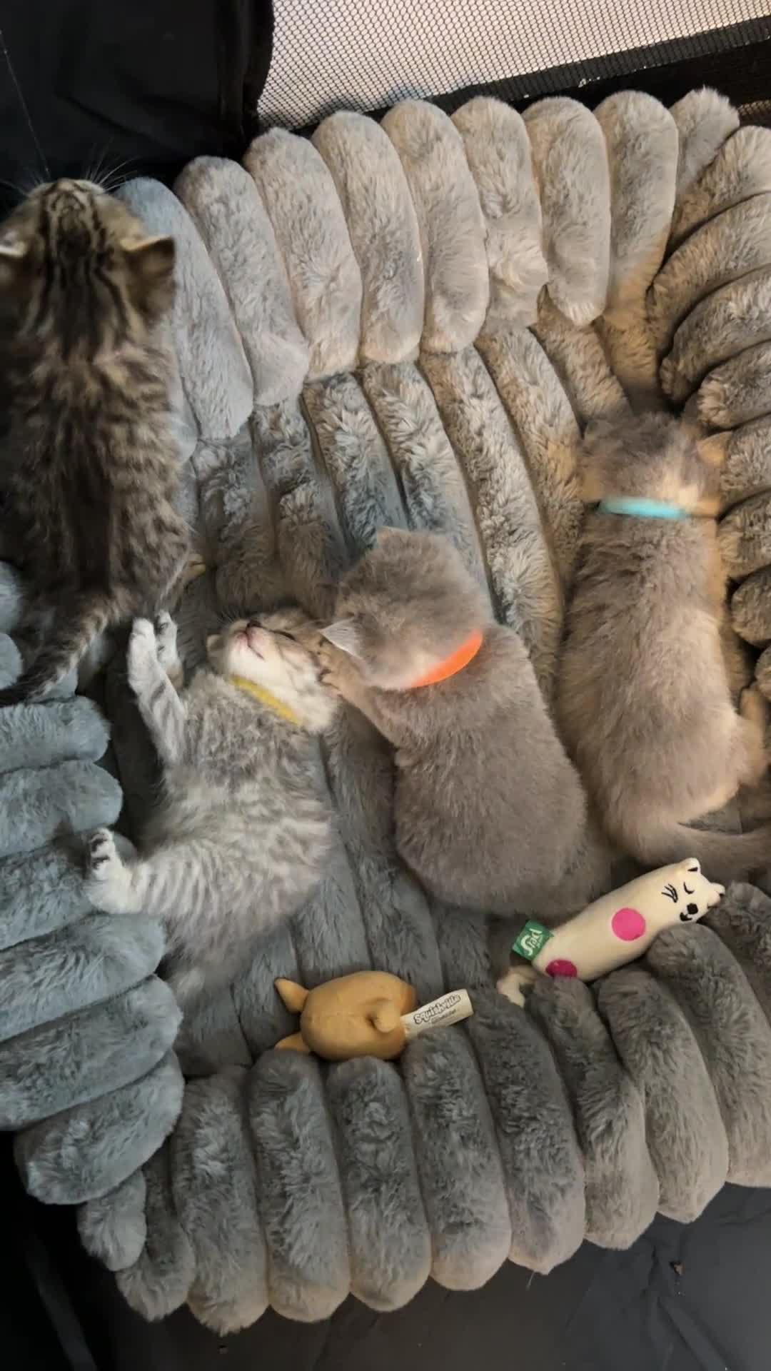 British Shorthair cats for sale: British Shorthair kittens  - Video 1