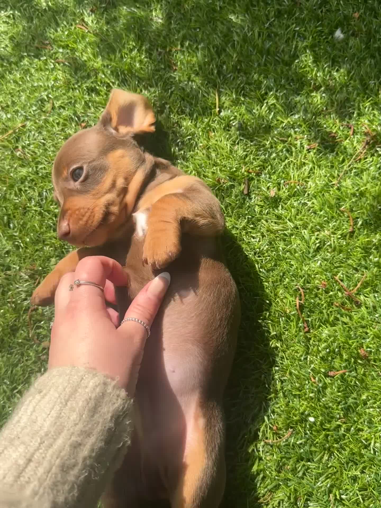 Miniature Dachshund dogs for sale: REDUCED KC REG Short Hair Miniature Dachshund Pups - Video 2
