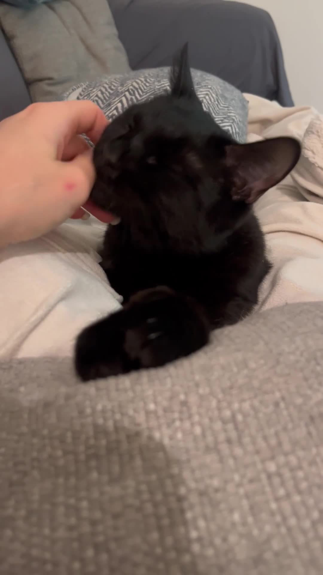 Mixed Breed cats for sale: 1year old - Boy and Girl  - Video 4