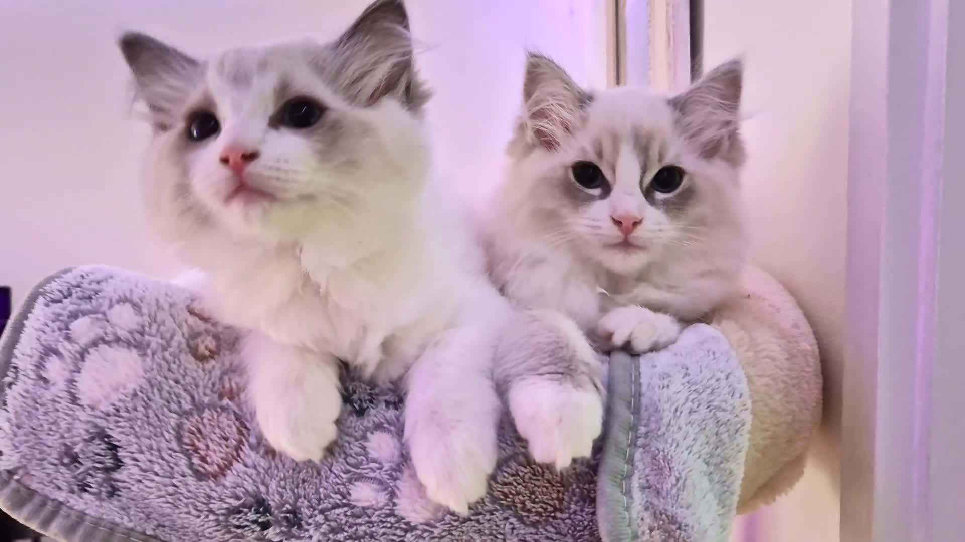 Ragdoll cats for sale: Ragdoll kittens are looking for forever home - Video 2