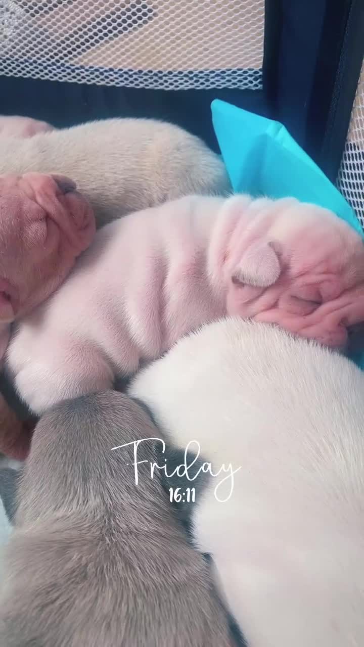 French Bulldog dogs for sale: Stunning frenchie pups for sale!! - Video 3