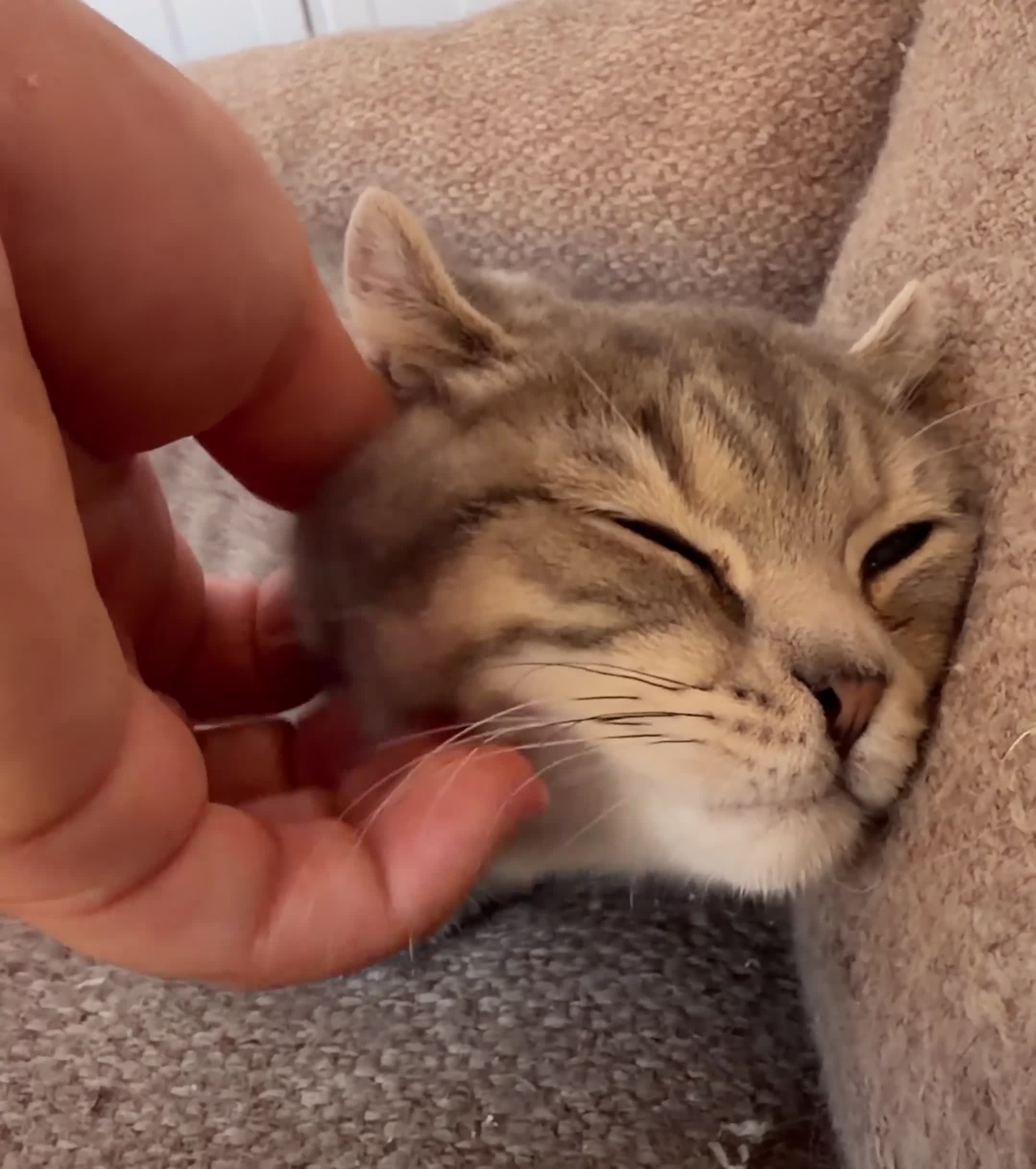 Scottish Fold cats for sale: Vaccinated and ready to go kittens ♥️ - Video 3