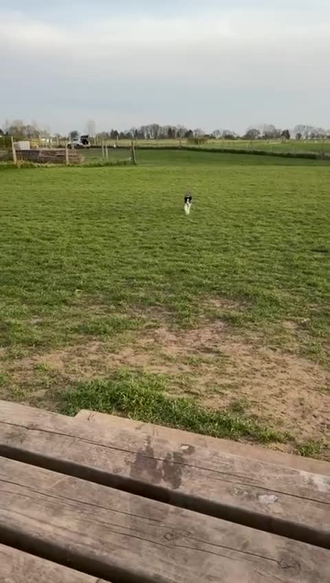 Border Collie dogs for sale: 7 month border collie for sale - Video 1