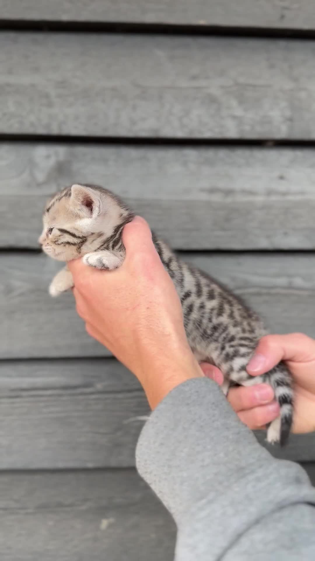 Bengal cats for sale: Beautiful Bengals Babies  - Video 1