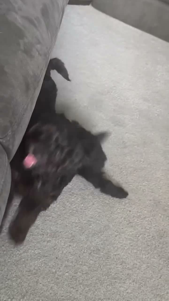 Yorkiepoo dogs for sale: Yorkiepoo pups - Video 1