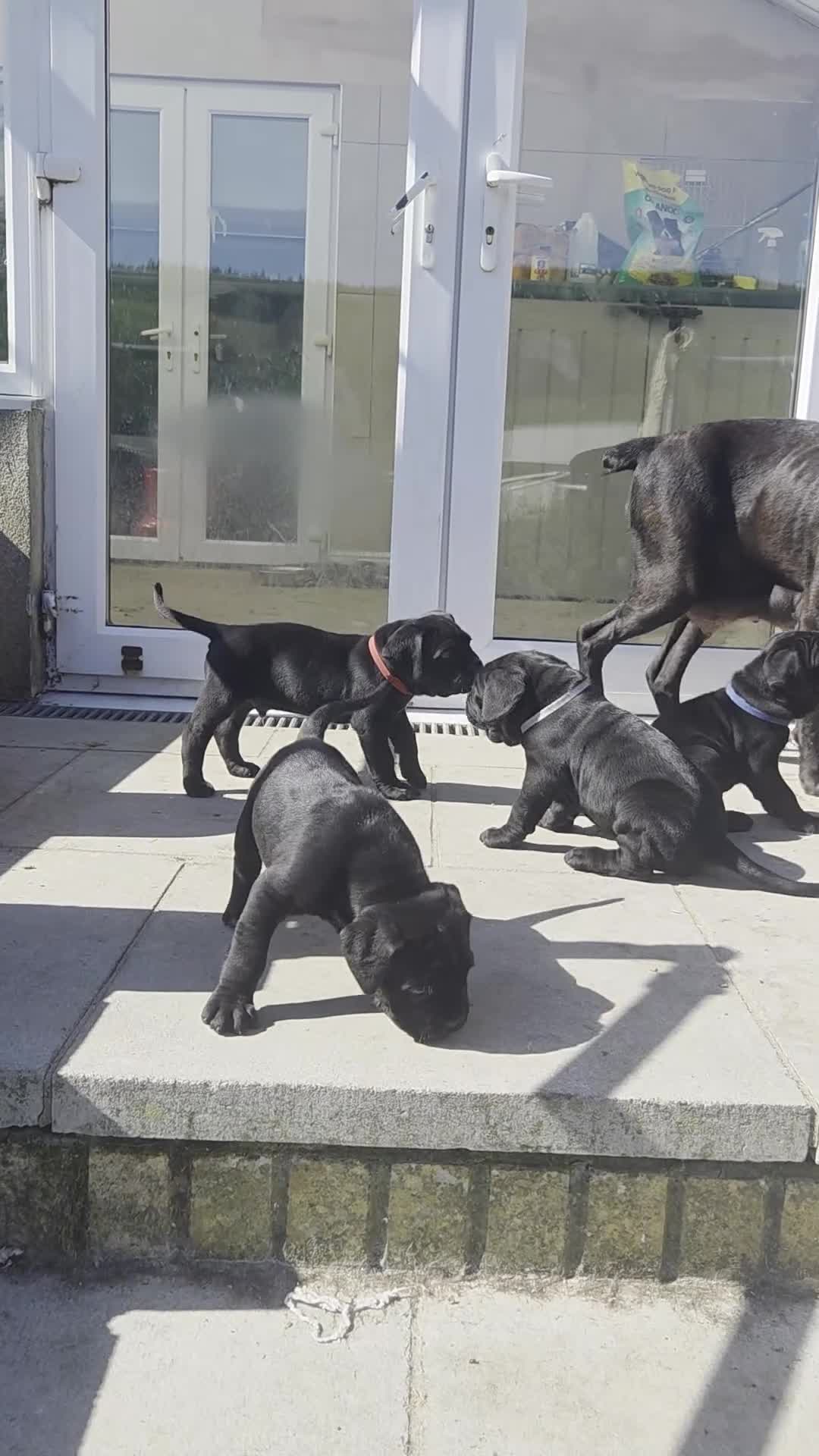 Cane Corso dogs for sale: Pure Bred Cane Corso Pups - Video 3