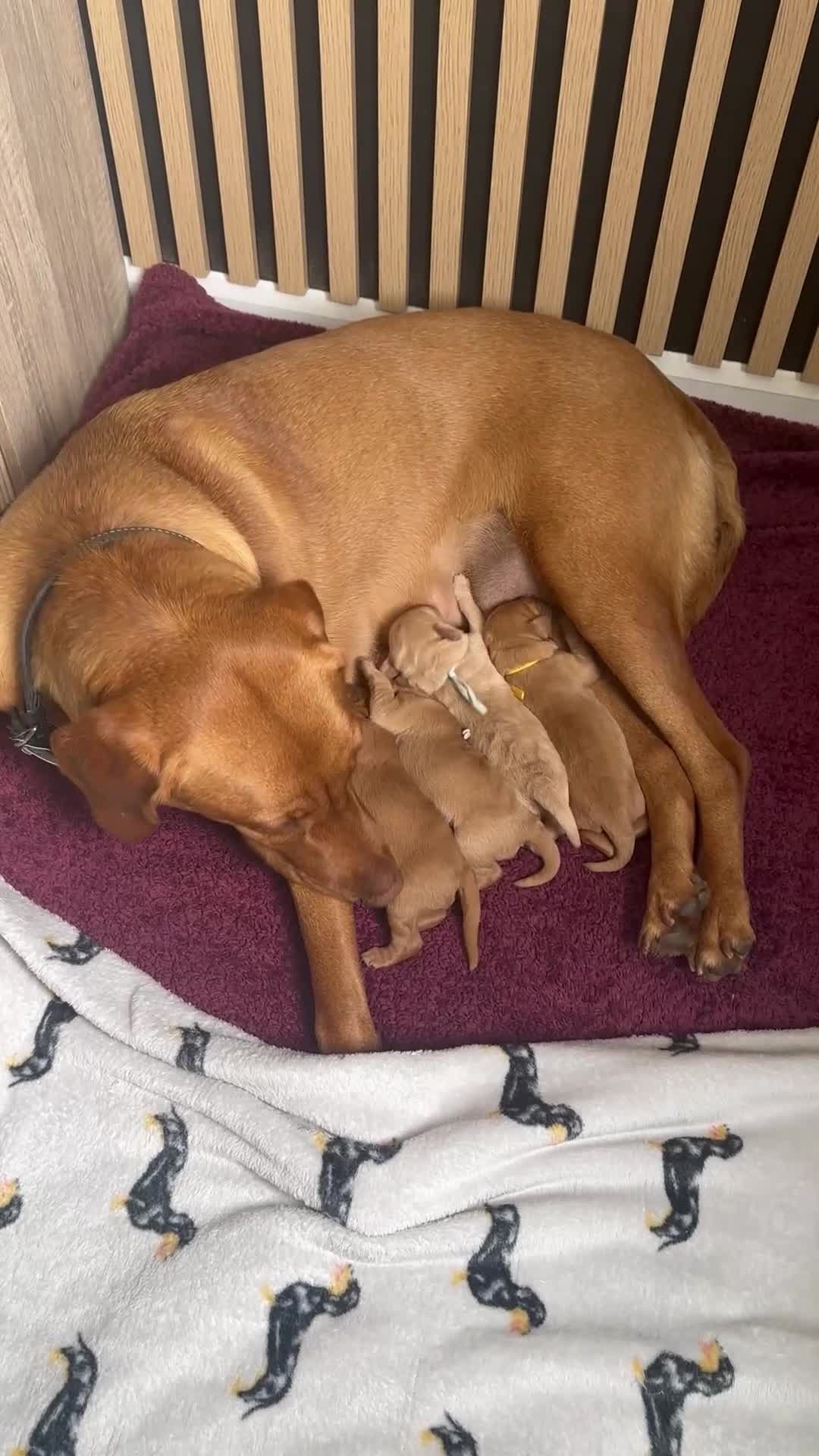 Labradoodle dogs for sale: Red & Apricot F1 Miniature Labradoodle Puppies - Video 1