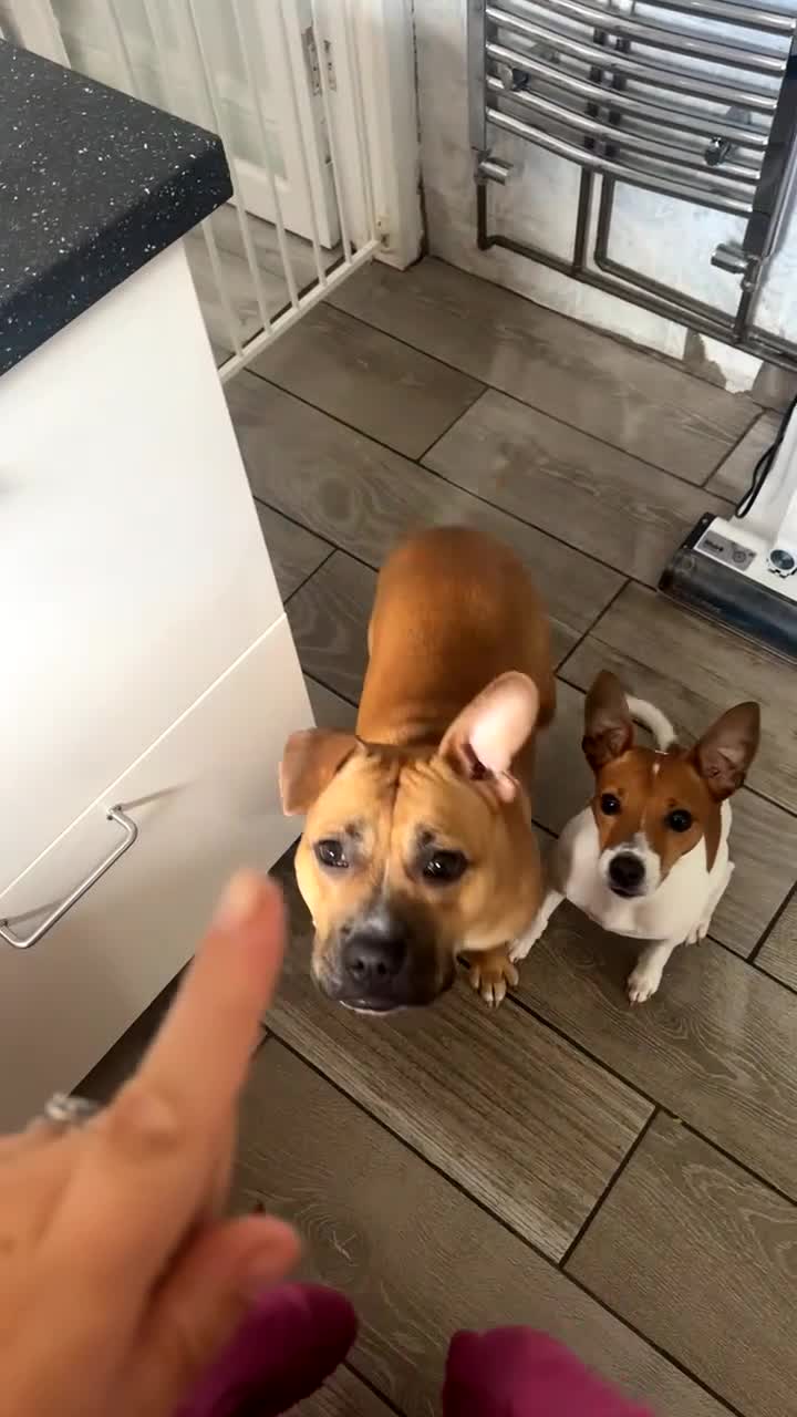 Staffordshire Bull Terrier dogs for sale: Staff pup - Video 2