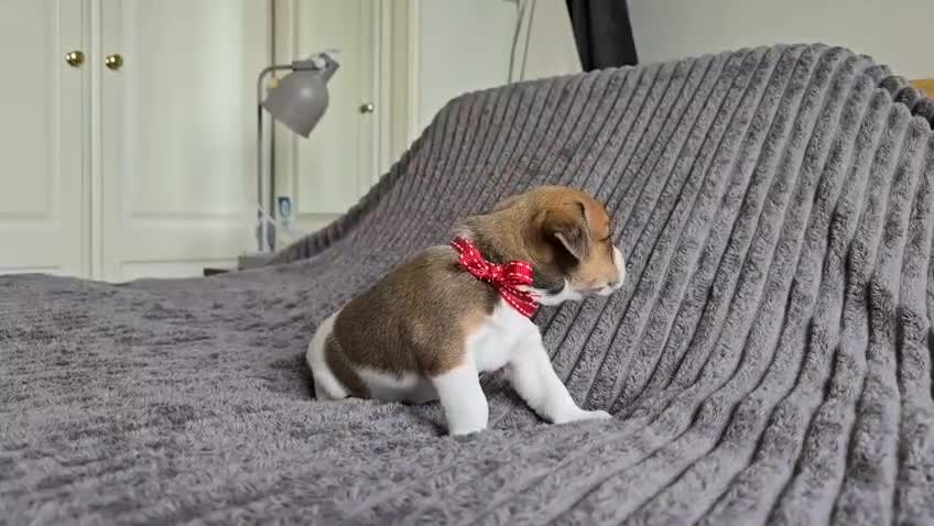 Jack Russell dogs for sale: 🐶 Jack Russell Puppies  – 4 Females & 1 Male 🐶 - Video 3